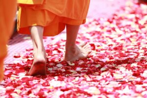 A monk walks barefoot on vibrant rose petals during a ceremonial ritual.