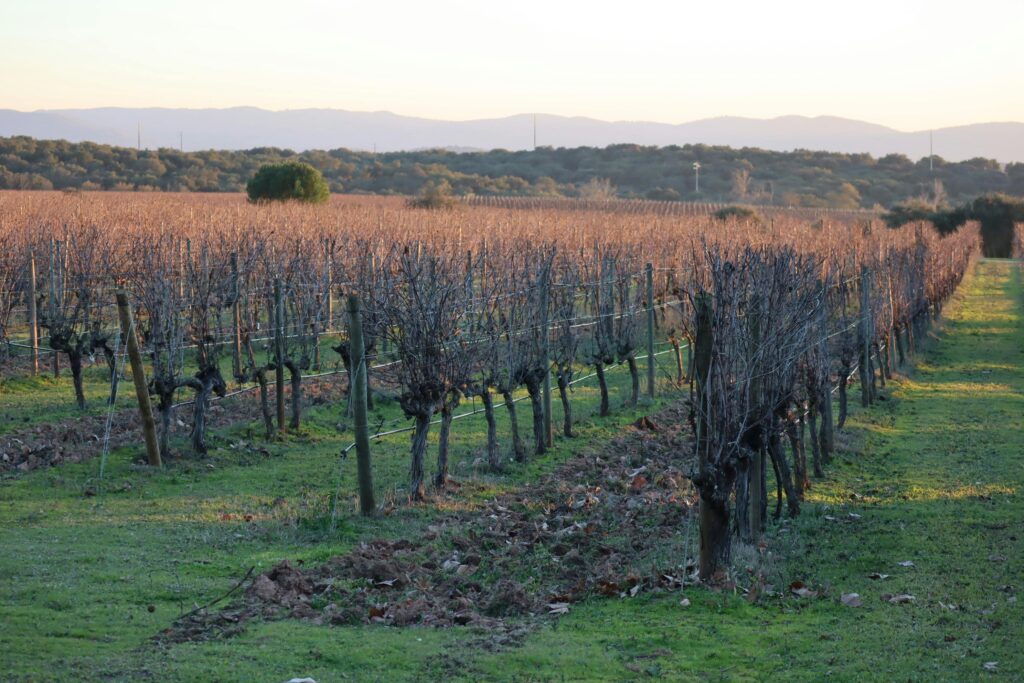 Serene vineyard landscape in Portugal captured at sunrise, showcasing endless rows of grapevines and tranquil scenery.