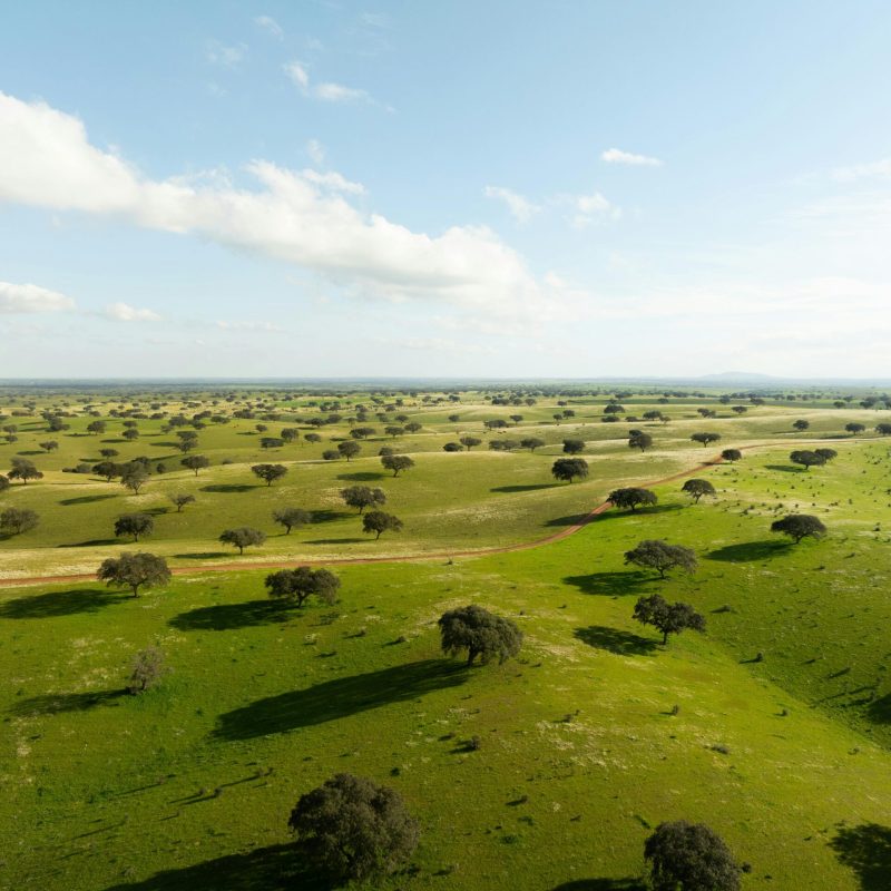 Campos dourados do Alentejo